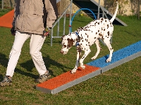 Pongo Hoopers